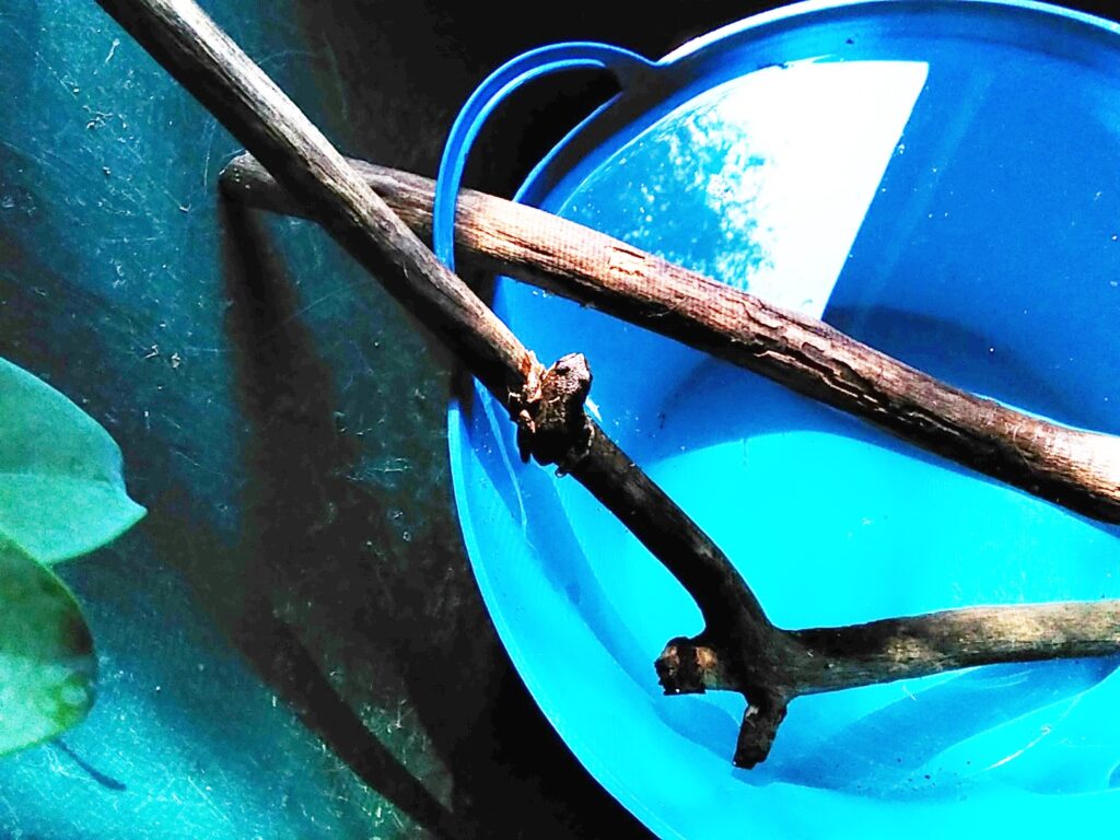 Frog hanging out above the pool.