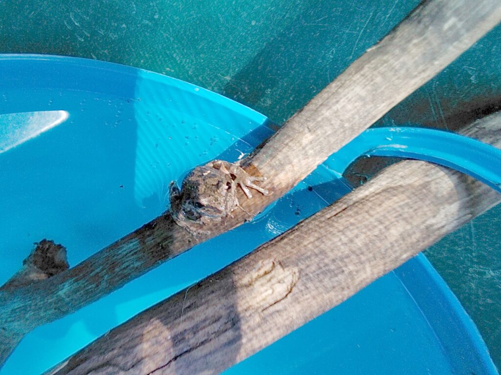 Frog on a stick above its "pool".